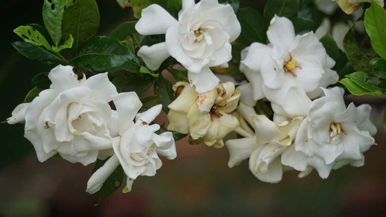 White flowering cape jasmine