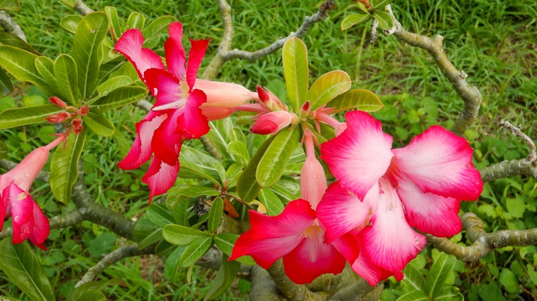 Desert Rose Flowers in Full Bloom
