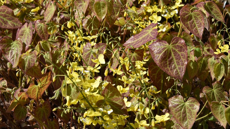 Yellow flowers of a Fairy wings (Epimedium x perralchicum) plant