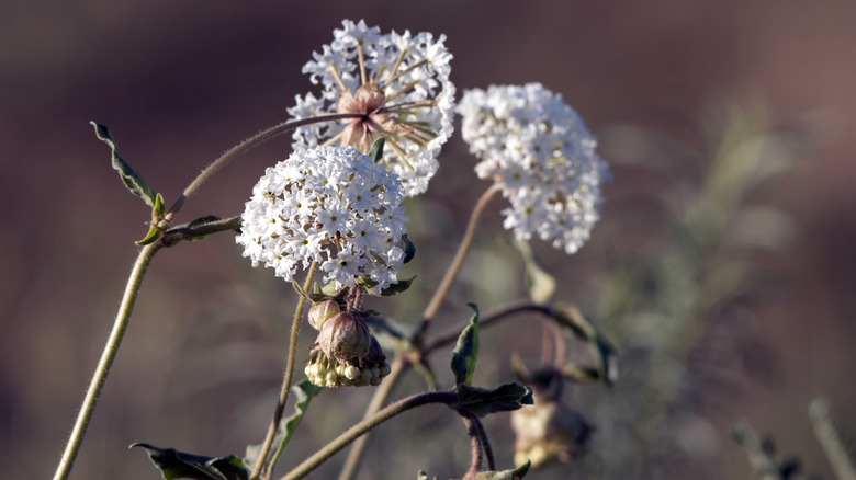 White fragrant sand verbena flowers in bloom