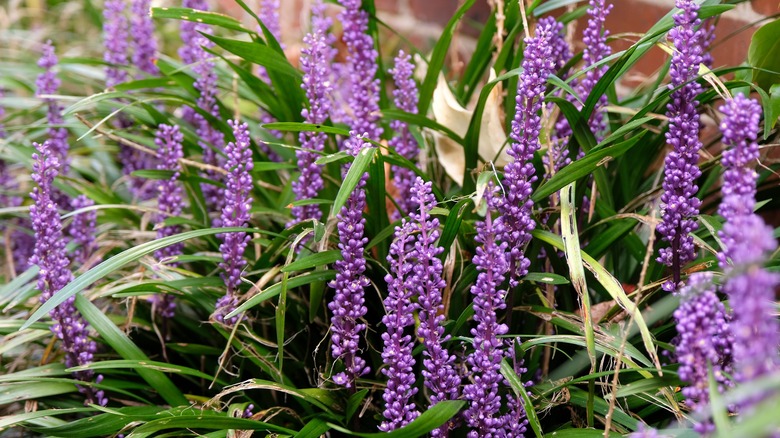 Purple Liriope muscari, Big Blue Lilyturf, in flower.