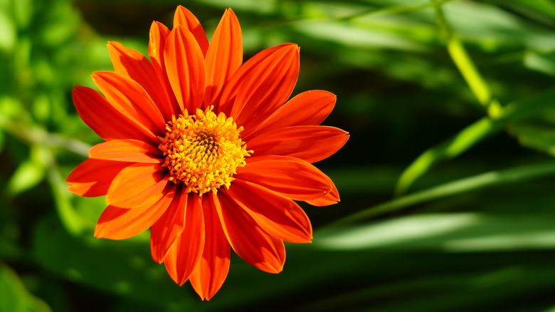 Red flower of Mexican Sunflower, Tithonia rotundifolia