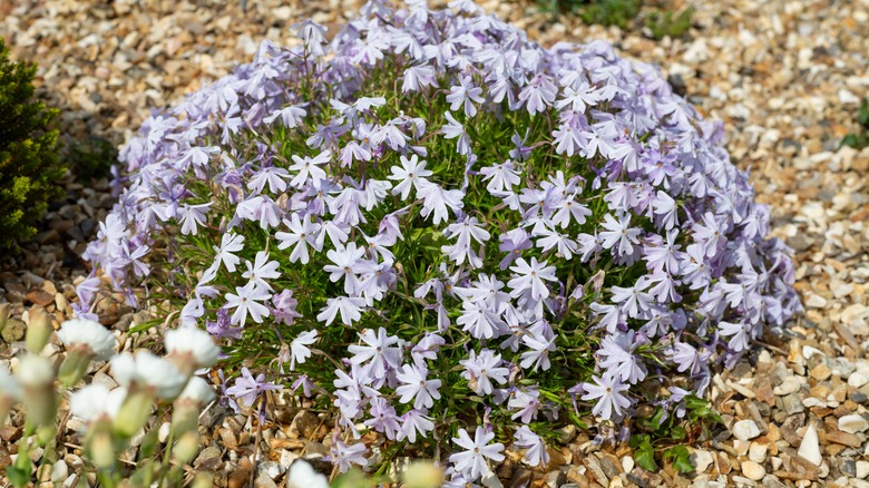 Moss phlox (phlox subulata) flowers in bloom