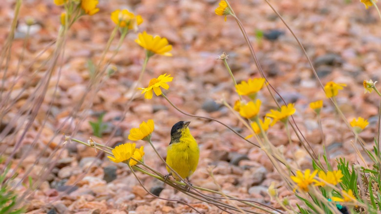 Yellow goldfinch feeding on prairie zinnia.