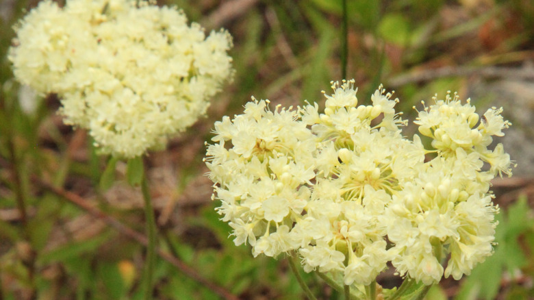 Eriogonum umbellatum (Sulfur flower) in full bloom