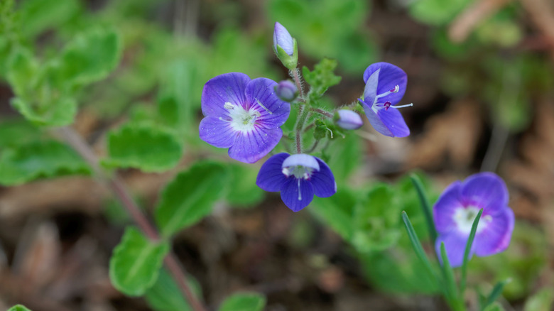 Flower of a Thyme Leaf Speedwell, Veronica oltensis