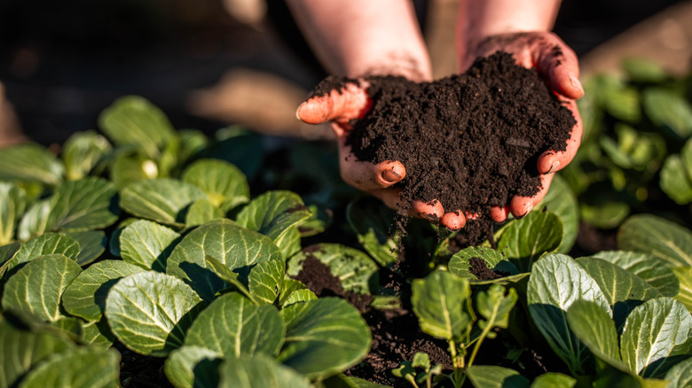 Hands holding dark soil in garden containing plants