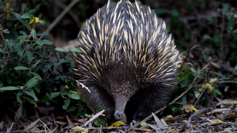 An echidna emerging from some branches.