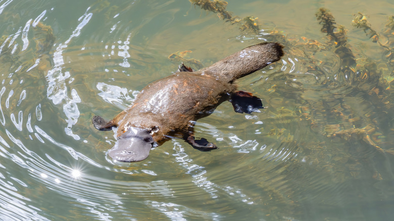 A platypus floating in the water.
