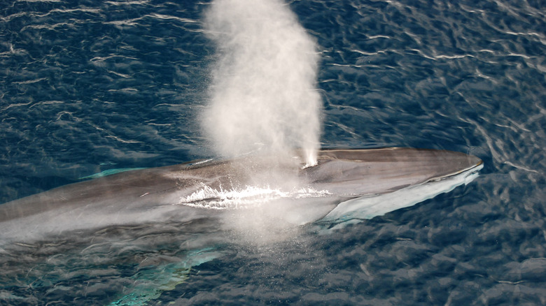 A fin whale blowing.