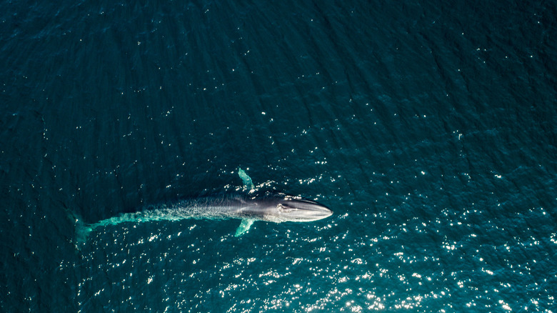 An aerial view of a fin whale.