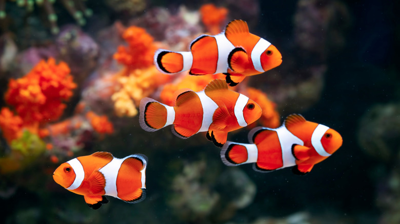 Small group of clown fish swimming with coral in the background