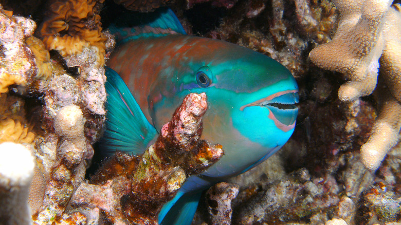 Fish "sleeping" cozy in a secure spot between some coral