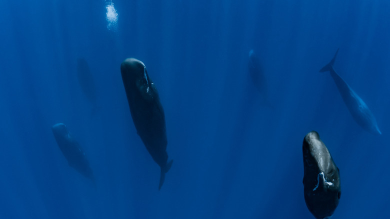 Group of sperm whales in the vertical log position while sleeping