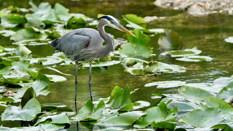 Blue heron standing in water