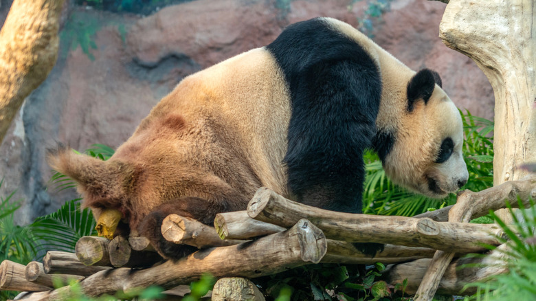 A giant panda pooping in a park