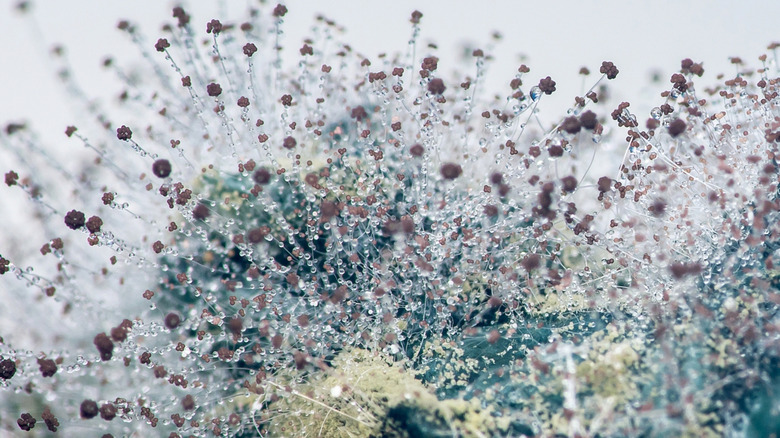 Close-up of Mucor fungus