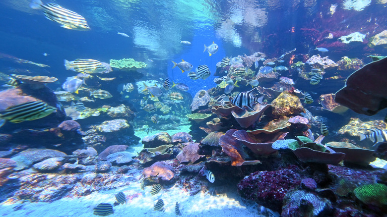 Colorful fish swimming off the coast of Australia.