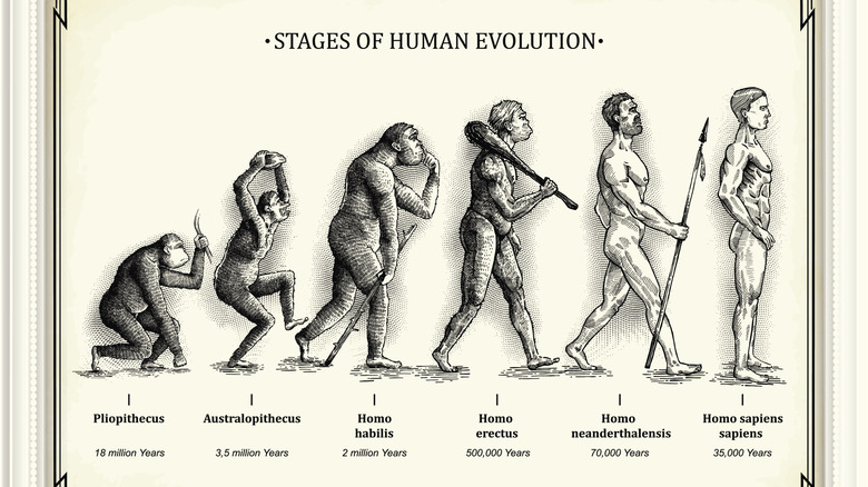 Drawing showing the stage of evolution
