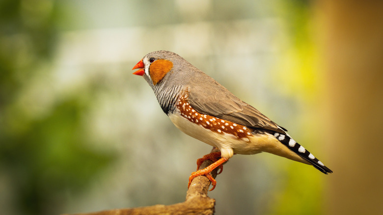 A zebra finch perched on a branch.
