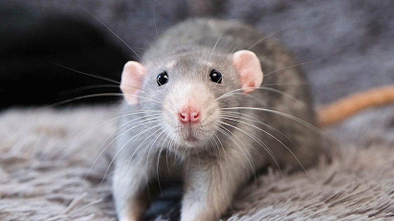 A rat is looking sad