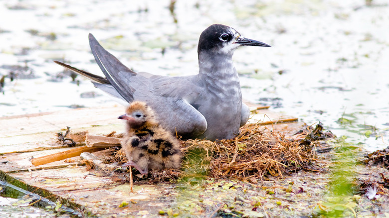 A sooty tern is nesting on a raft