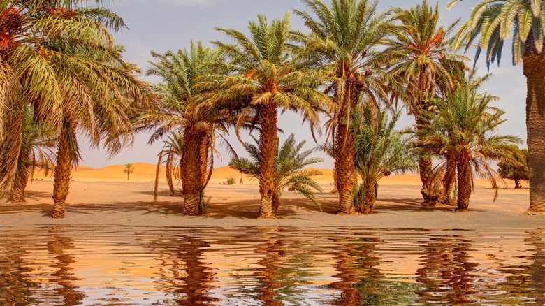 An oasis after rainfall in the Sahara Desert