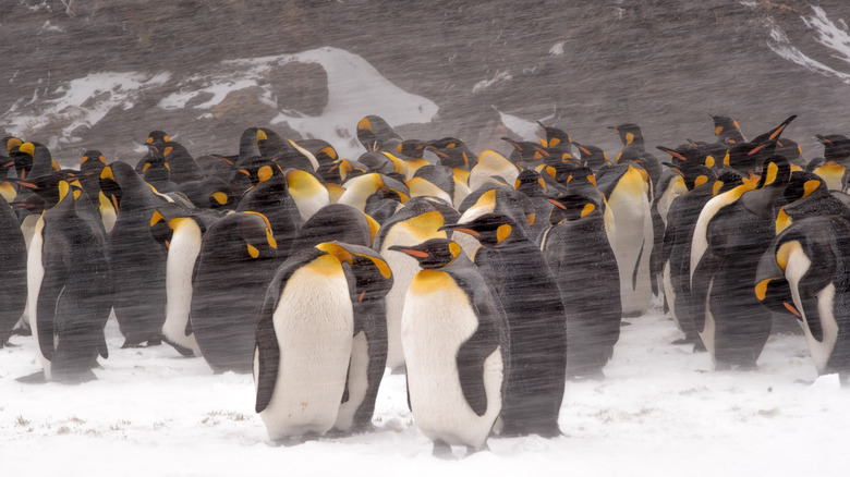 emperor penguins hit by Antarctic wind