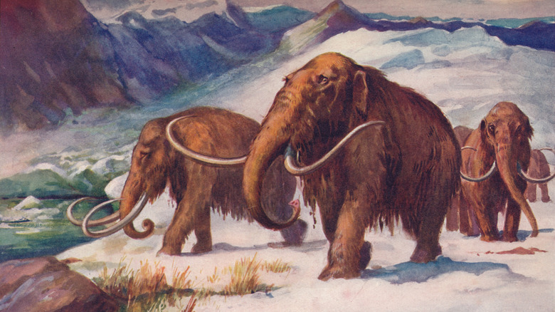 painting of ice age woolly mammoths