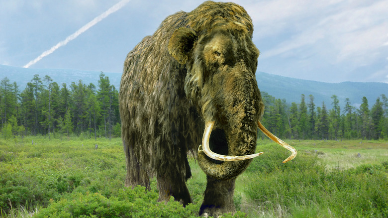 computer illustration of woolly mammoth in grass field