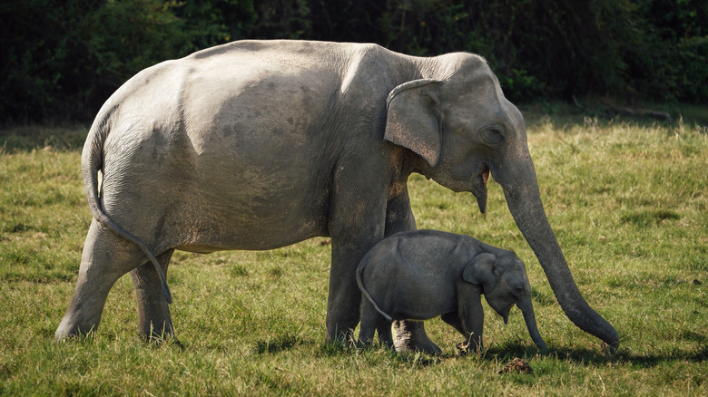 Asian elephant mother and child