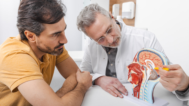 Doctor shows patient a model of human brain cross section