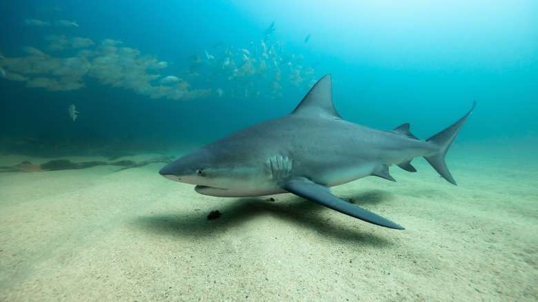 A bull shark underwater
