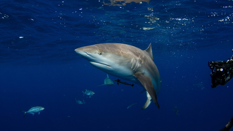 A bull shark in the ocean