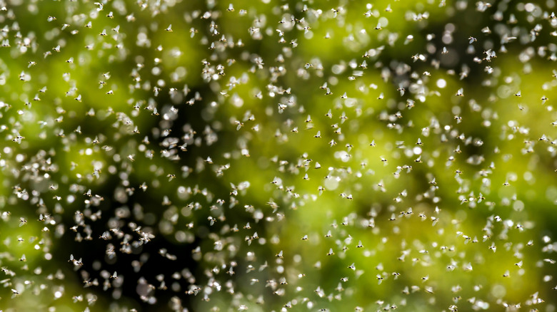 Swarm of flying ants on a blurred background of trees