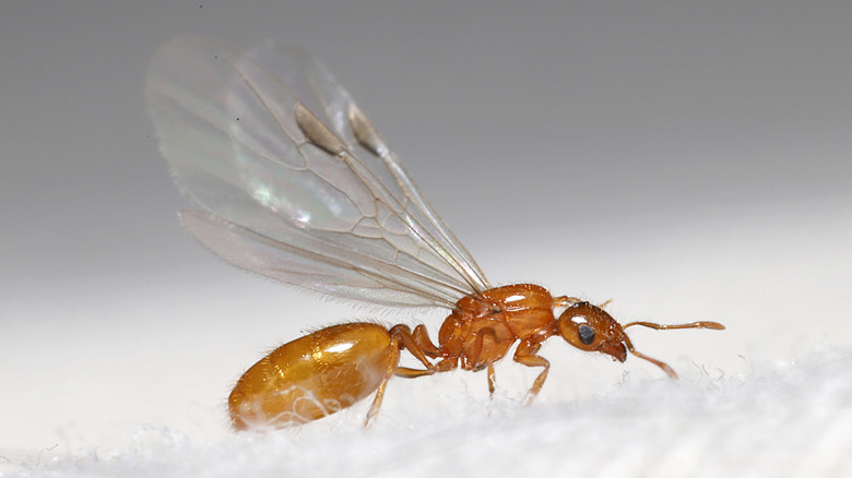 Close-up of a female ant with wings