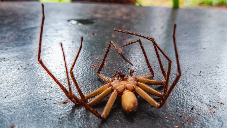 Close-up of a dead spider on its back on a porch