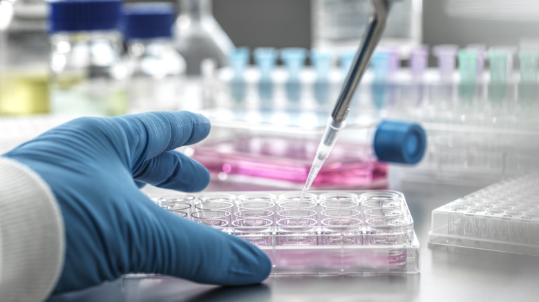Cell cultures being pipetted into a microplate
