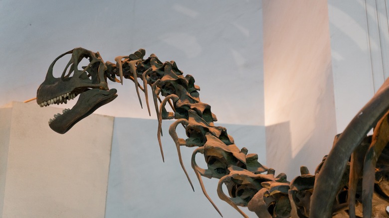 A brachiosaurus fossil/model on display at a museum, long neck and rounded teeth