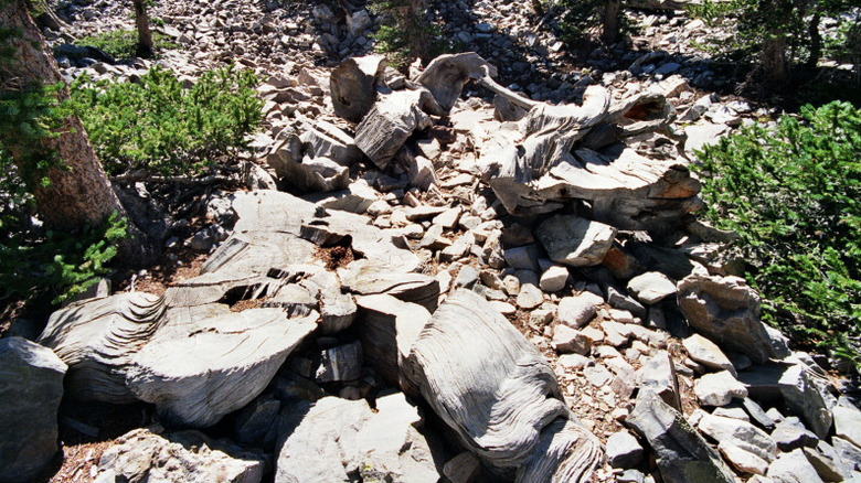 The stump of the Prometheus tree, with logs and dry pieces scattered nearby on rocky ground