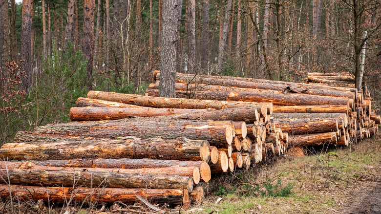 tree trunks felled for lumber in forest