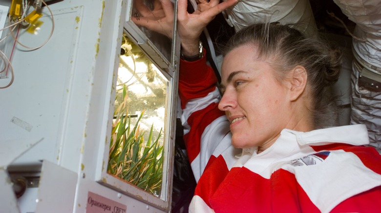 Wheat growing in a lab onboard a spacecraft