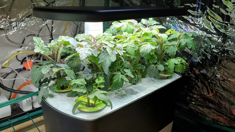 Hydroponic plants grown in a lab