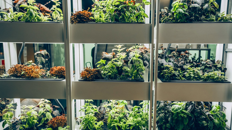 Hydroponic plants in growing crates