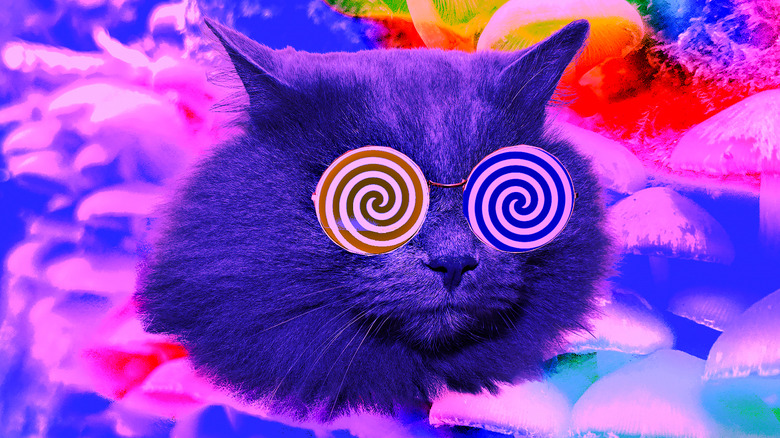 Psychedelic illustration of a cat's head with spiral eyeglasses and a background of bright colors like it's having a hallucinogenic trip