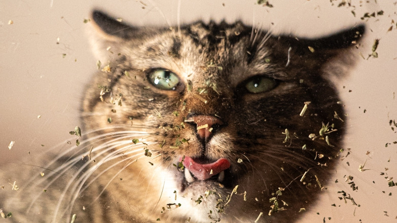 Underneath view of a tabby cat rolling in and licking up catnip from a glass table