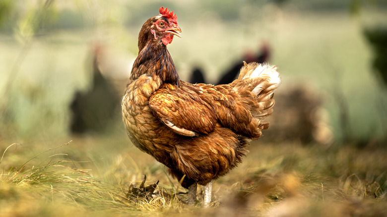 brown chicken looking over its shoulder