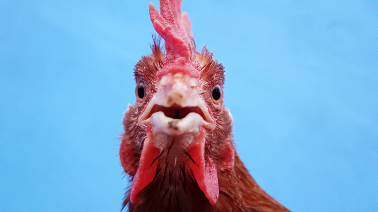 chicken facing camera