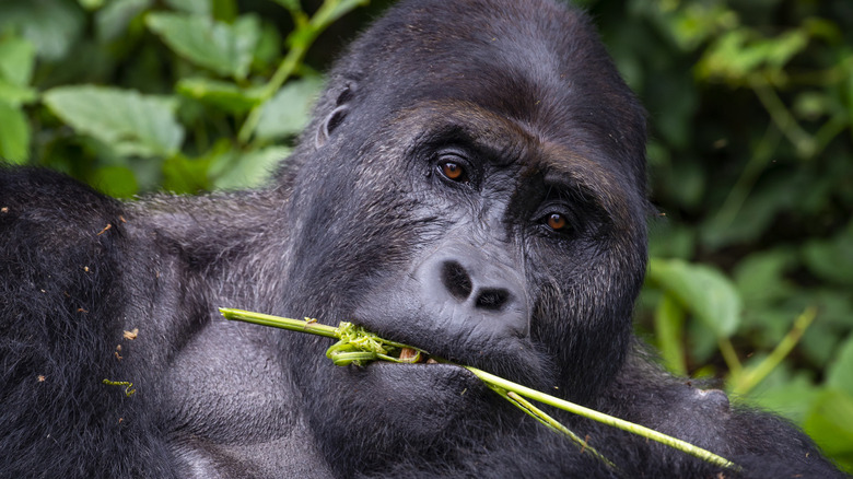 Male gorilla eating tree branch