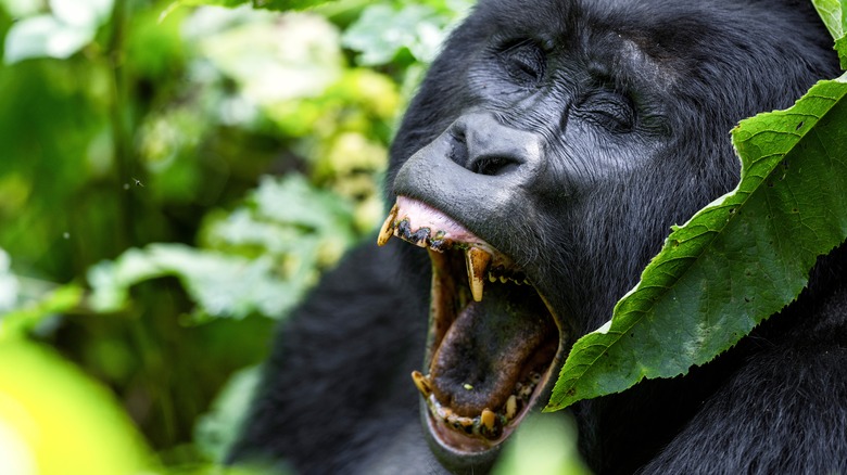 Silverback gorilla bearing his teeth